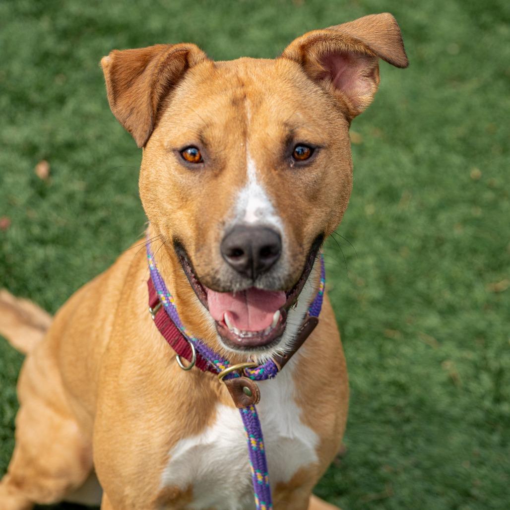 Enlarge Winifred, a Adoptable Mixed Breed in Saint Charles, MO image 6/6