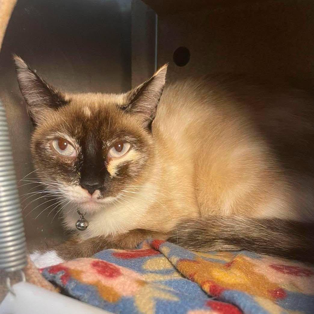 Enlarge Siminy, a ADOPTABLE mixed breed in Stillwater, OK image 1/1