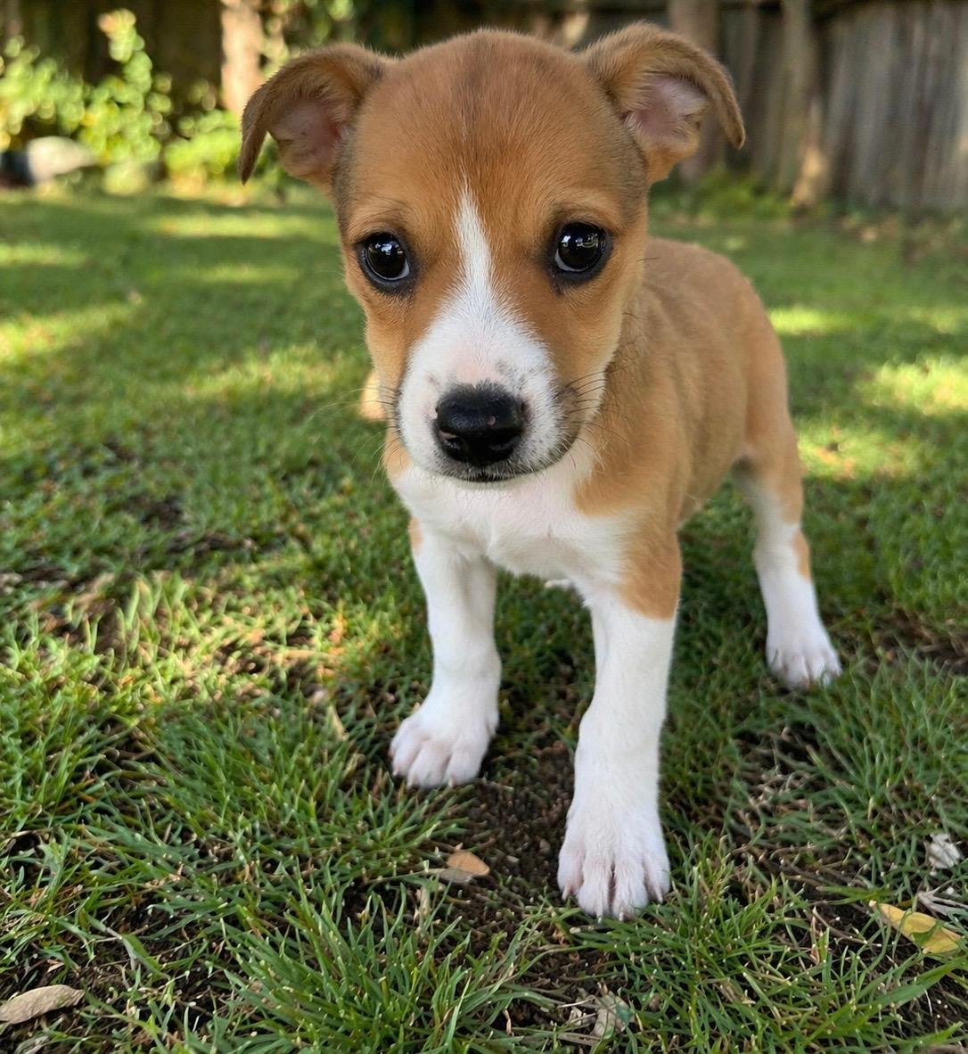 Enlarge Clutch, a Adoptable mixed breed in Evergreen, CO image 2/3