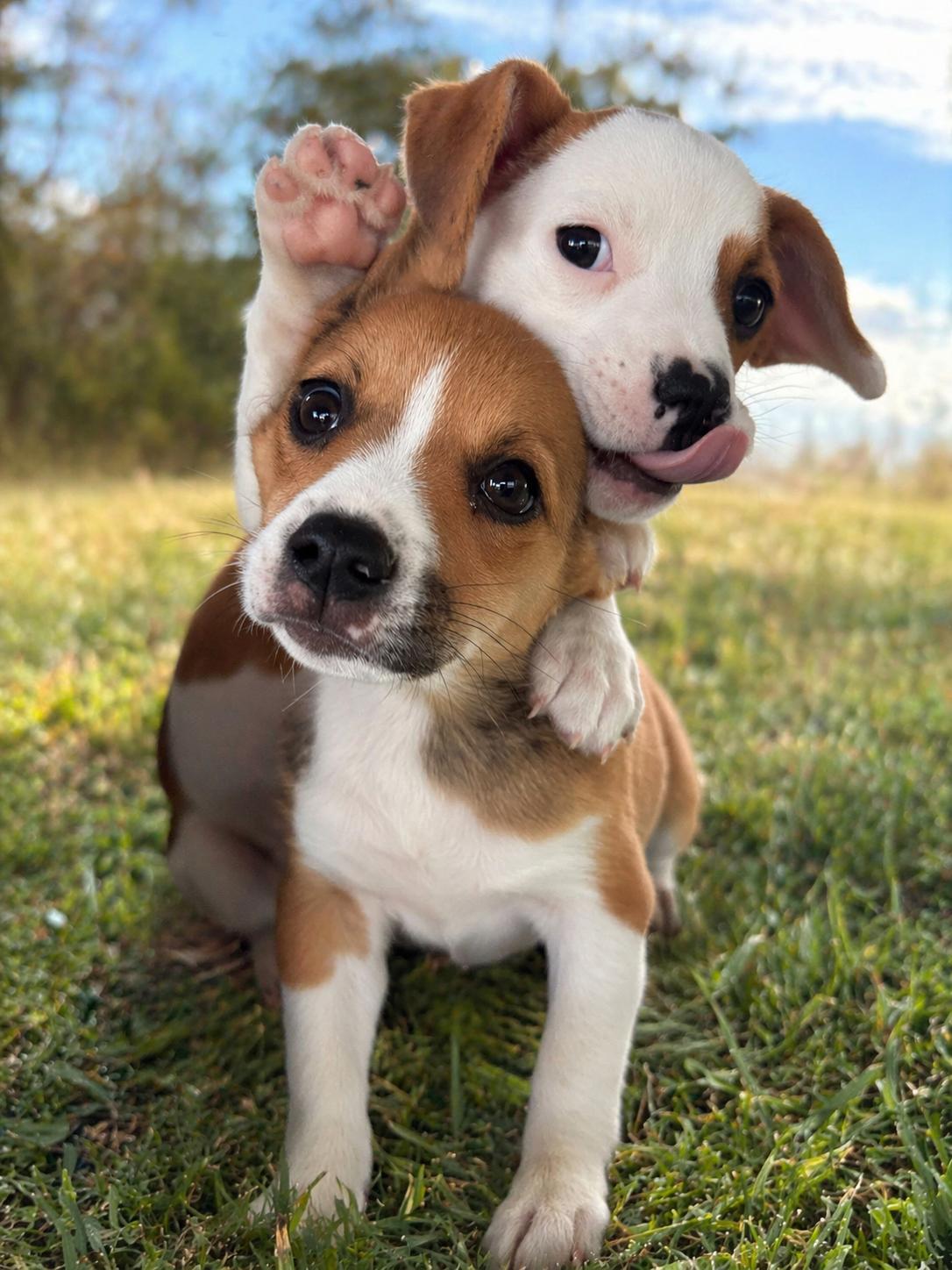 Enlarge Clutch, a Adoptable mixed breed in Evergreen, CO image 3/3