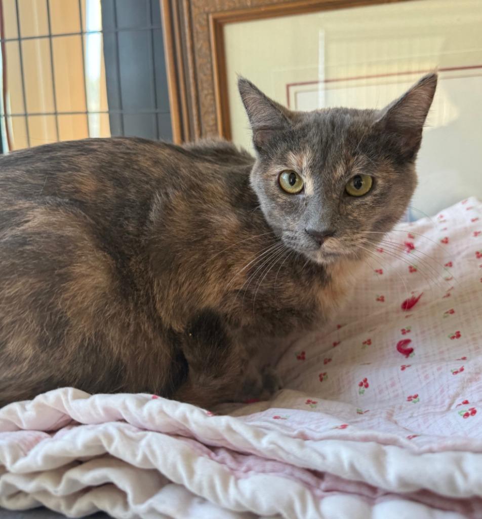 Enlarge Dreyah, a Adoptable mixed breed in Lemoore, CA image 1/1