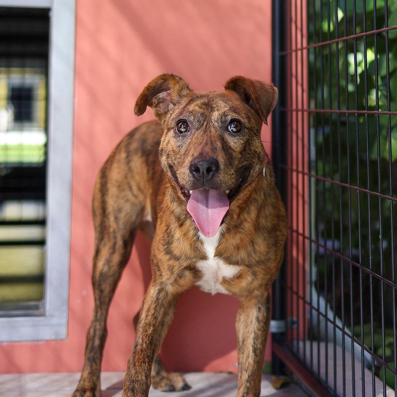 Enlarge Little Lady, a Adoptable Mixed Breed in Bradenton, FL image 1/2
