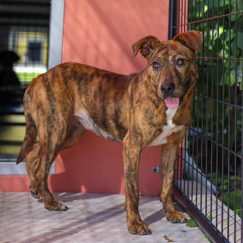 Enlarge Little Lady, a Adoptable Mixed Breed in Bradenton, FL image 2/2