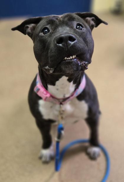 Maui, Adoptable, Adult Female Mixed Breed & Mixed Breed.