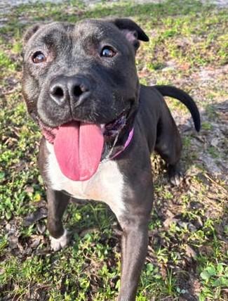 Maui, Adoptable, Adult Female Mixed Breed & Mixed Breed.