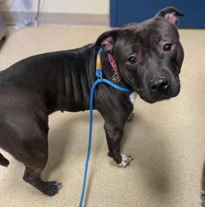 Maui, a Adoptable mixed breed in Sanford, FL image 2/2