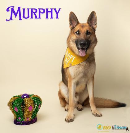 Murphy, Adoptable, Adult Male German Shepherd Dog & Mixed Breed.