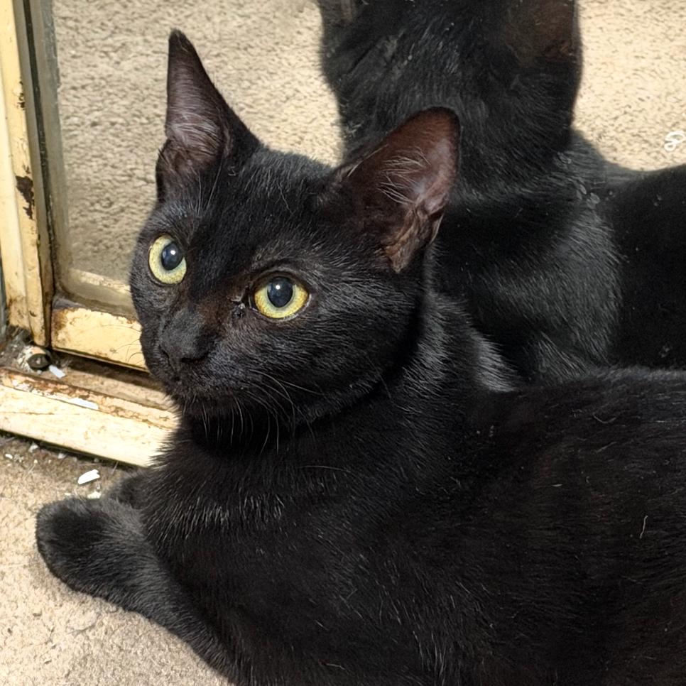 Applesauce, Adoptable, Kitten Male Domestic Short Hair.