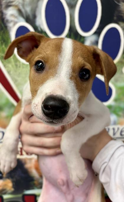 Buck, Adopted, Puppy Male Jack Russell Terrier.