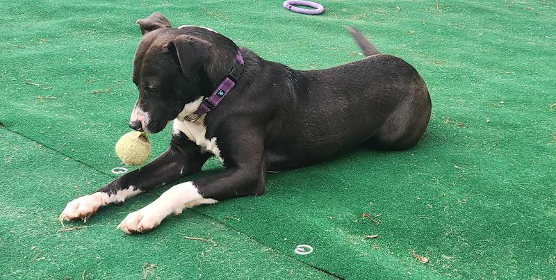 Panda, a Adoptable mixed breed in WARREN, RI image 5/5