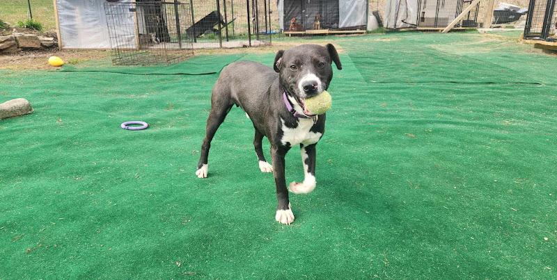 Panda, a Adoptable mixed breed in WARREN, RI image 1/5