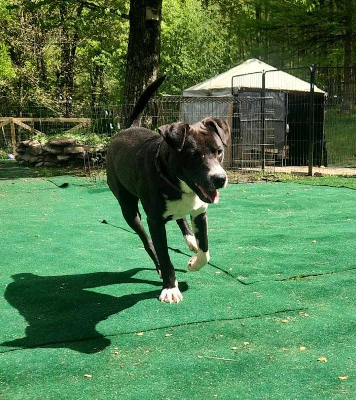 Panda, a Adoptable mixed breed in WARREN, RI image 2/5