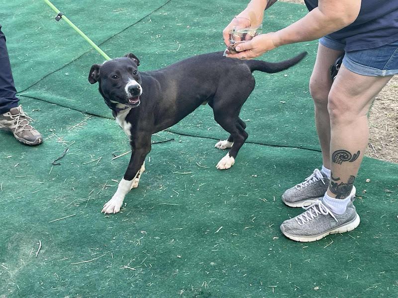 Panda, a Adoptable mixed breed in WARREN, RI image 4/5