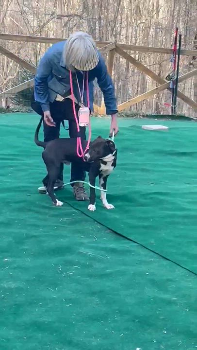 Enlarge Panda, a Adoptable mixed breed in WARREN, RI video 3/5