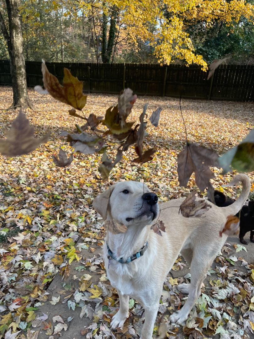 Hudson, Adopted, Young Male Yellow Labrador Retriever & Anatolian Shepherd.