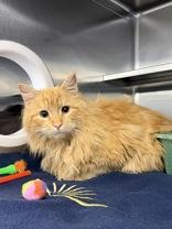Enlarge Ferdinand, an adopted Domestic Long Hair in Manitowoc, WI image 1/1