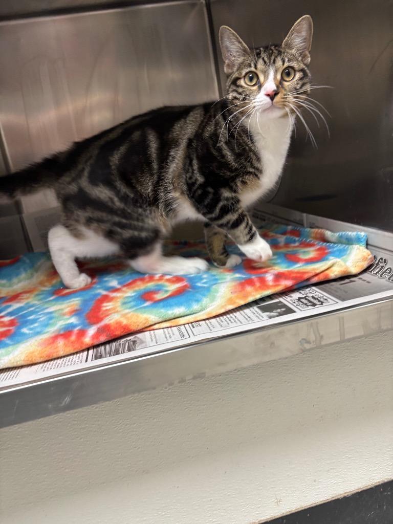 Enlarge Pete, a Adopted mixed breed in Findlay, OH image 2/3