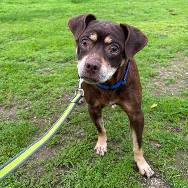 Pico, Adoptable, Senior Female Beagle & Terrier.