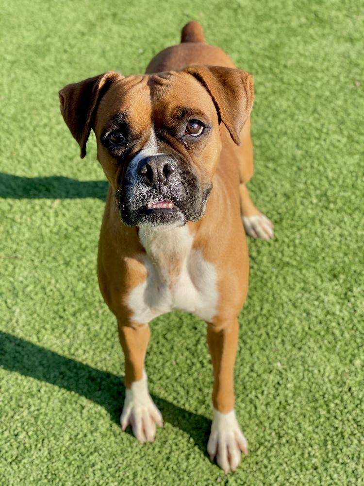 Pavla, Adoptable, Adult Female Boxer.