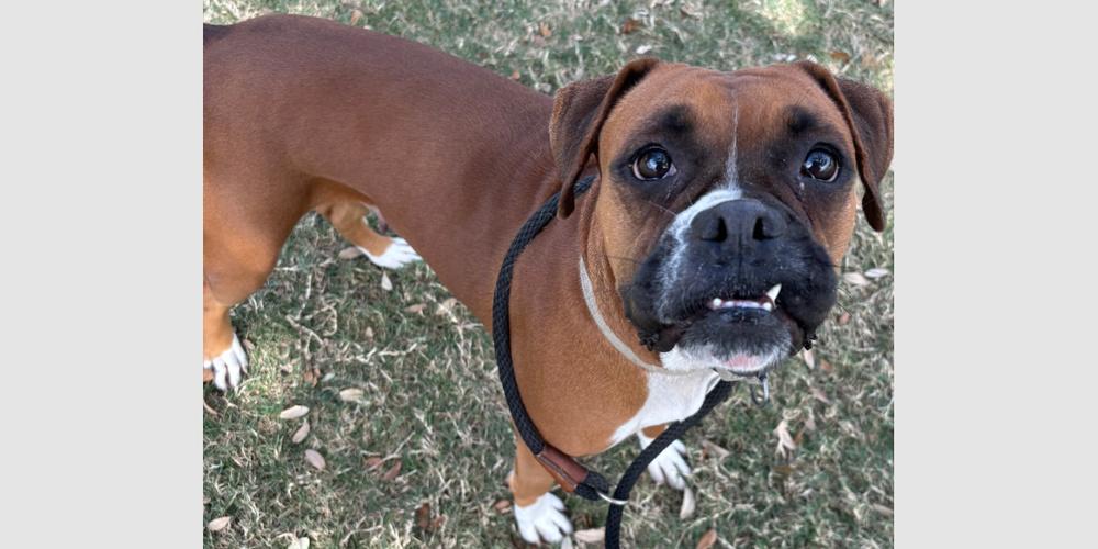 Enlarge Pavla, a Adoptable Boxer in Hewitt, TX image 3/5
