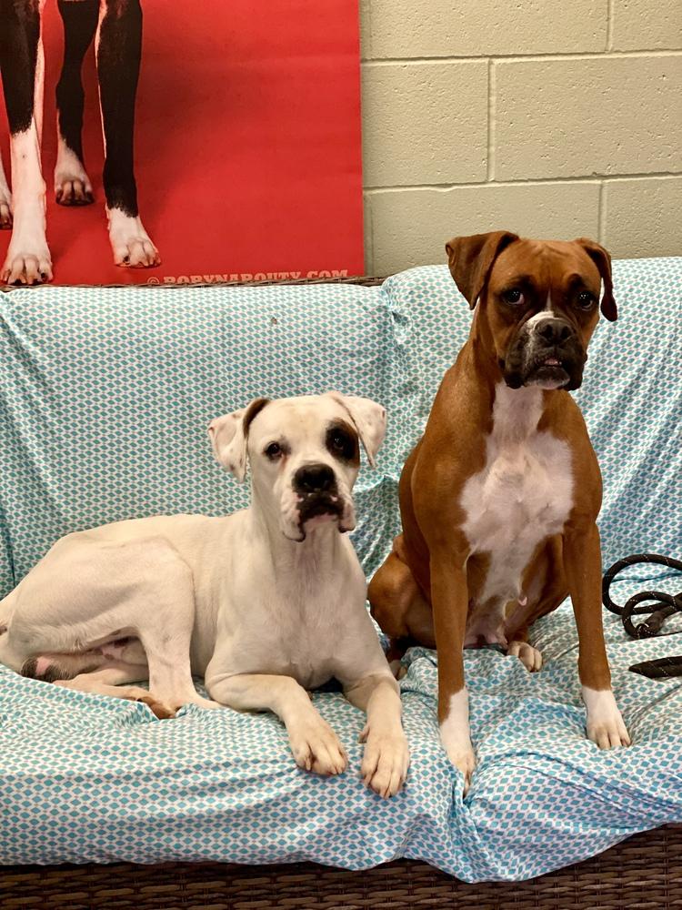 Enlarge Pavla, a Adoptable Boxer in Hewitt, TX image 5/5