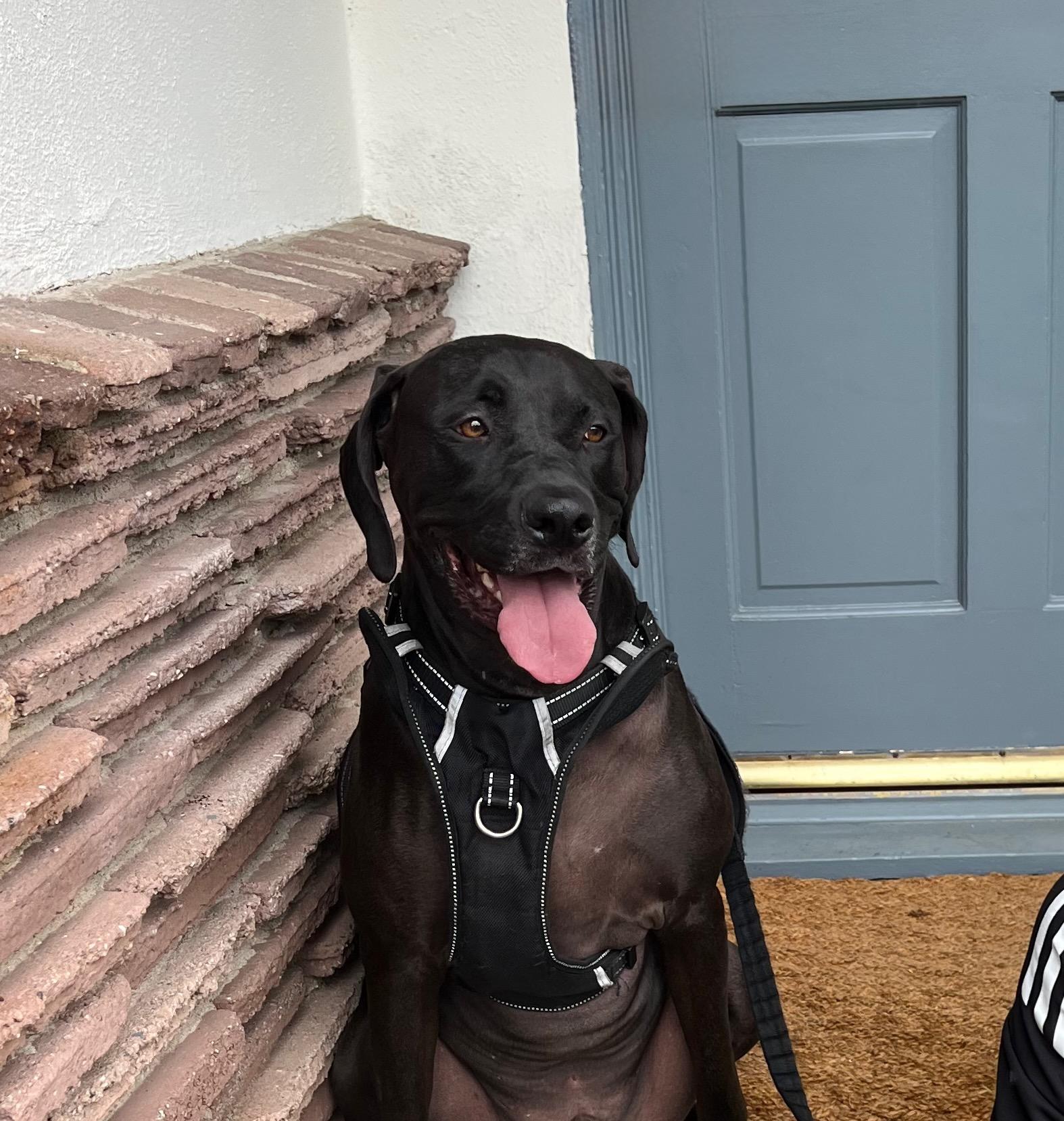 Enlarge Pluto, a ADOPTABLE mixed breed in Beverly Hills, CA image 1/4