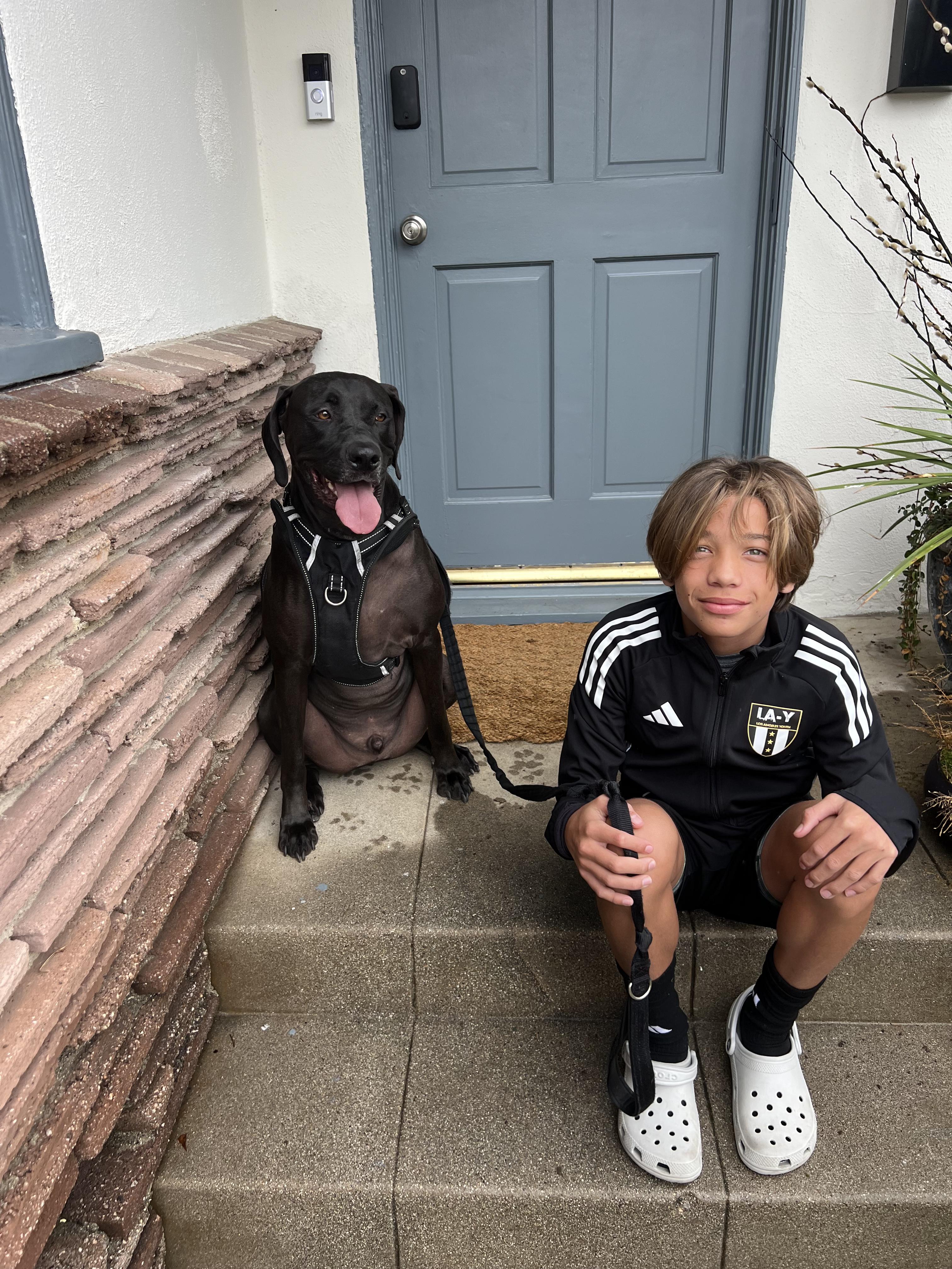 Enlarge Pluto, a ADOPTABLE mixed breed in Beverly Hills, CA image 2/4