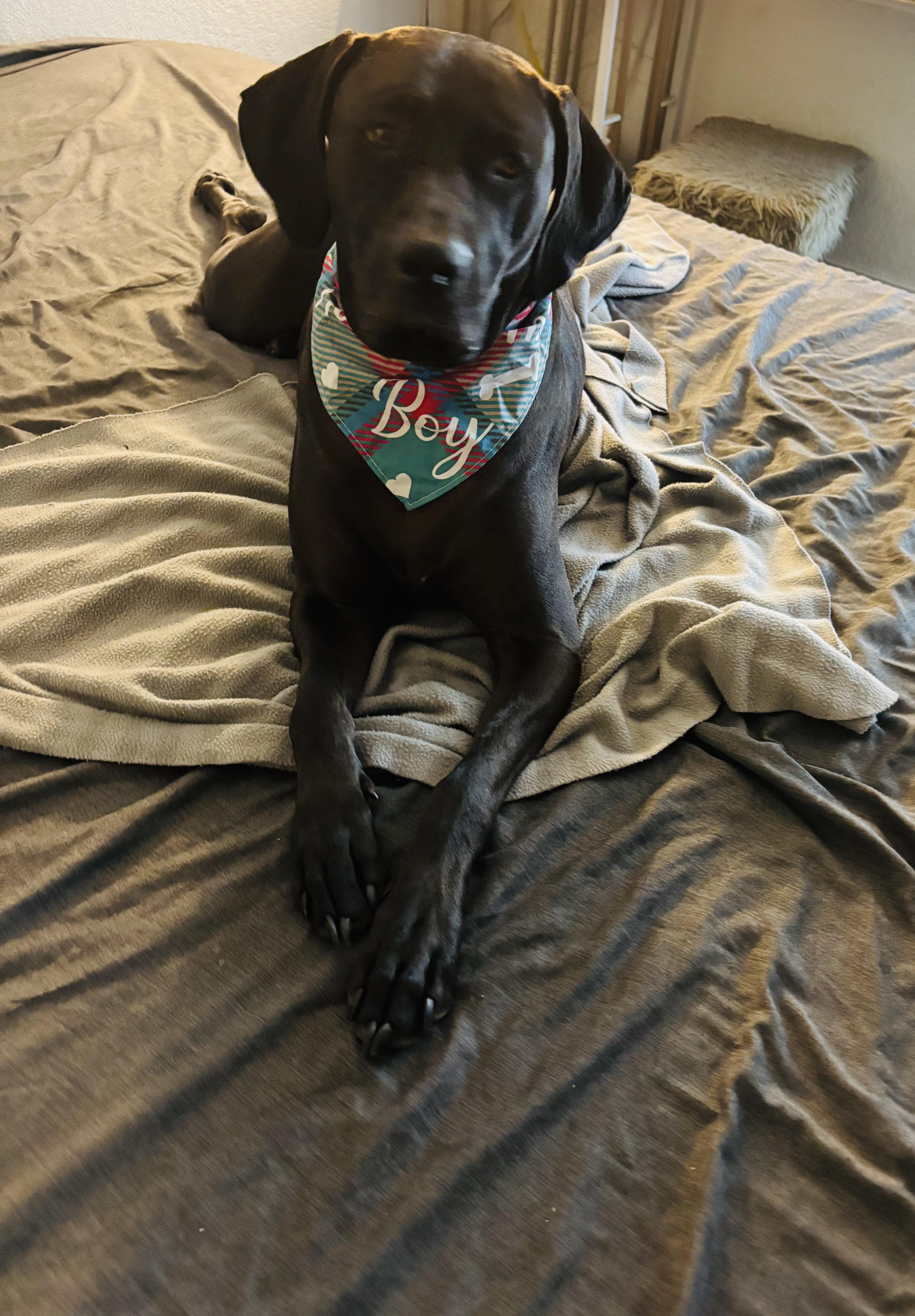 Enlarge Pluto, a ADOPTABLE mixed breed in Beverly Hills, CA image 3/4