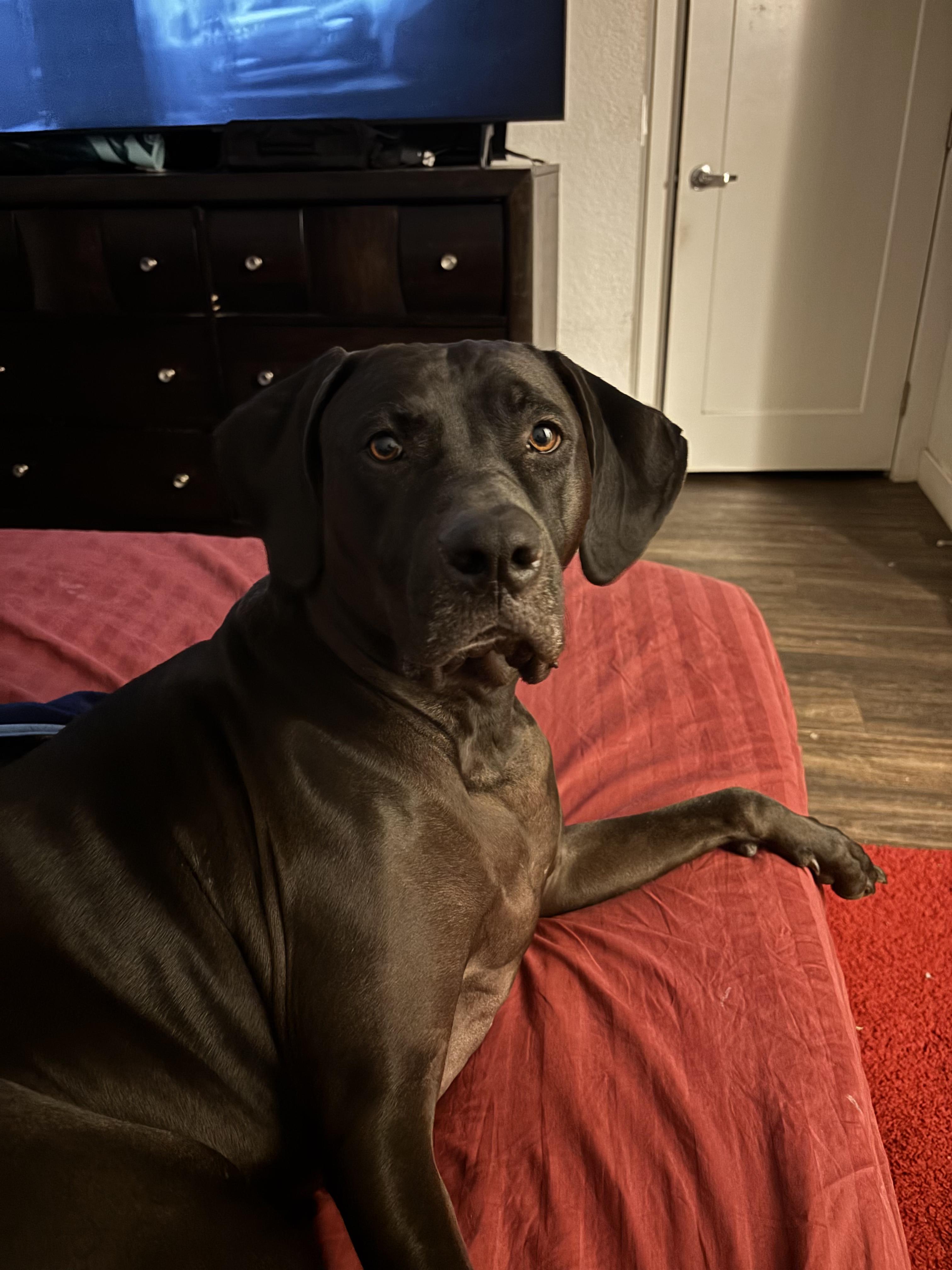 Enlarge Pluto, a ADOPTABLE mixed breed in Beverly Hills, CA image 4/4