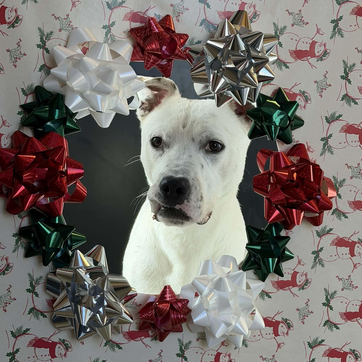 Enlarge Olaf, a ADOPTABLE mixed breed in Martinsville, IN image 1/4