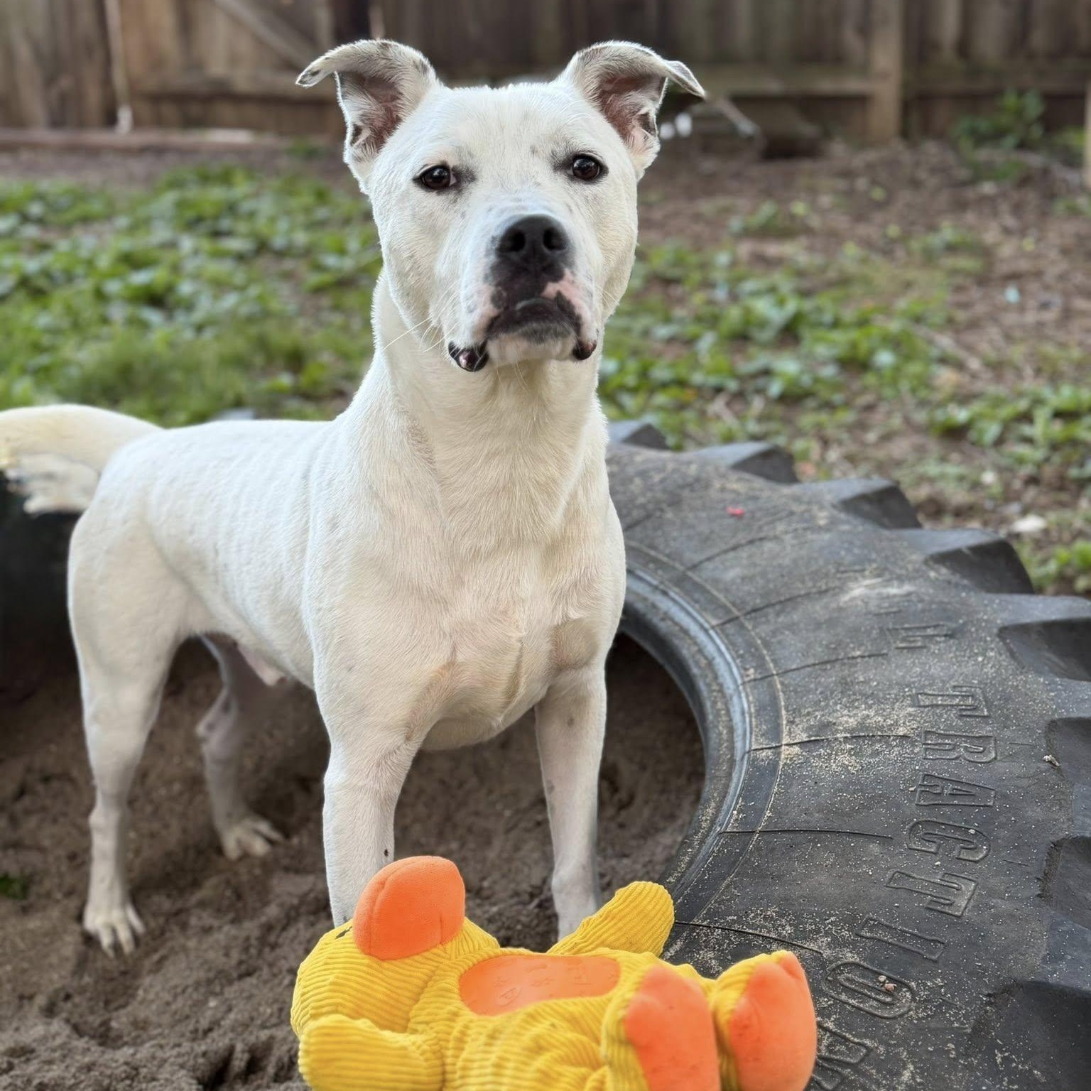 Enlarge Olaf, a ADOPTABLE mixed breed in Martinsville, IN image 2/6