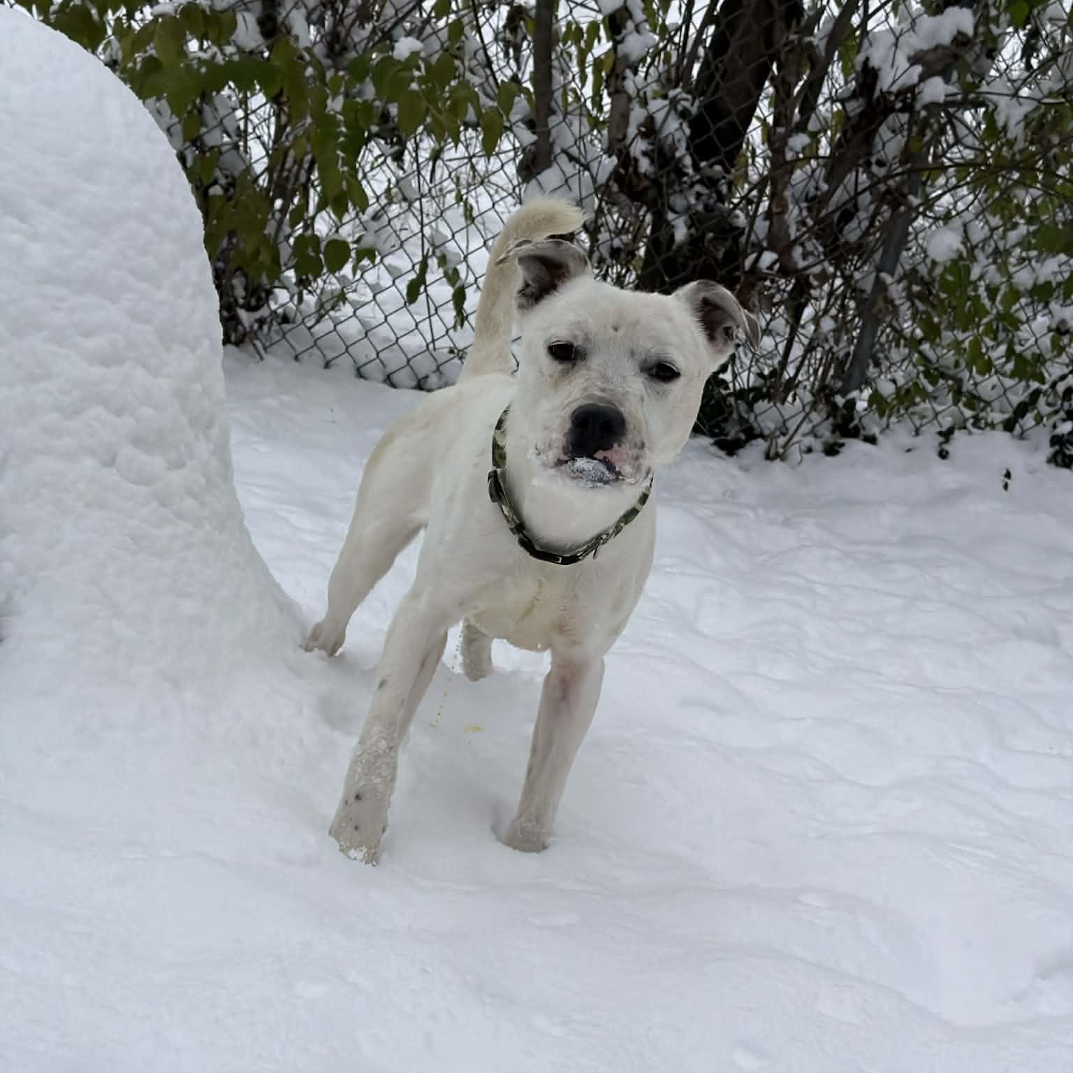 Enlarge Olaf, a ADOPTABLE mixed breed in Martinsville, IN image 2/4