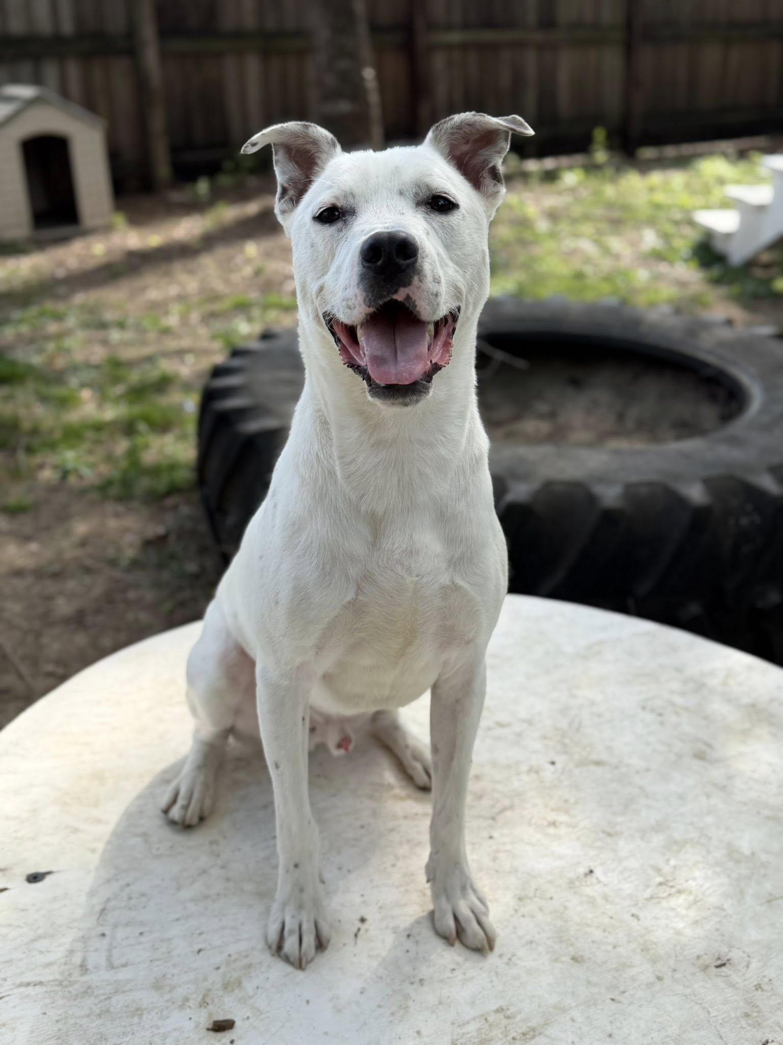 Enlarge Olaf, a ADOPTABLE mixed breed in Martinsville, IN image 3/6