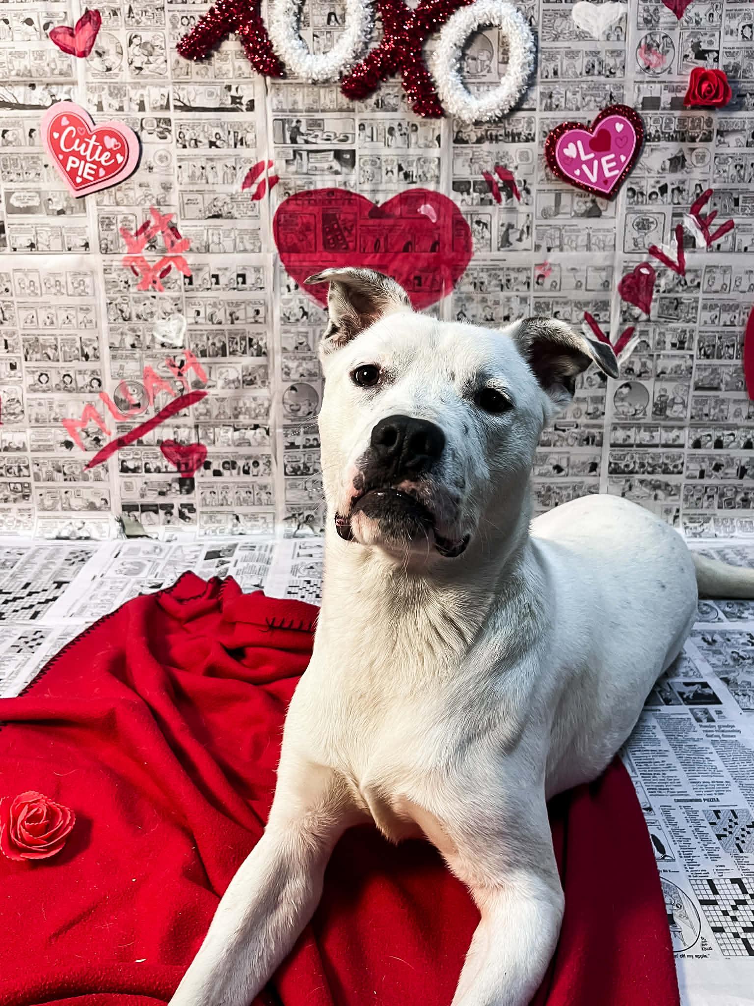 Enlarge Olaf, a ADOPTABLE mixed breed in Martinsville, IN image 1/6