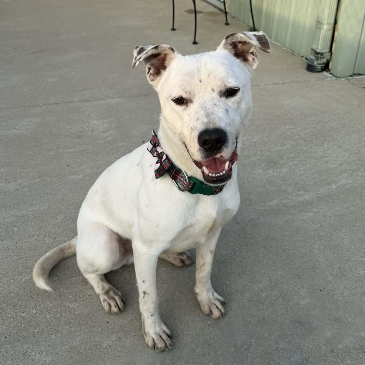 Enlarge Olaf, a ADOPTABLE mixed breed in Martinsville, IN image 4/4