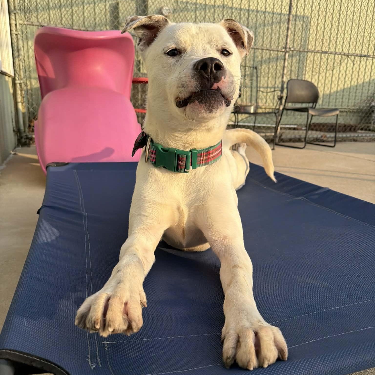 Enlarge Olaf, a ADOPTABLE mixed breed in Martinsville, IN image 3/6