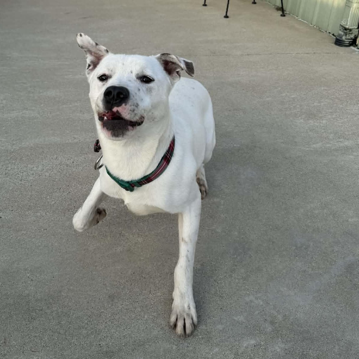 Enlarge Olaf, a ADOPTABLE mixed breed in Martinsville, IN image 3/4