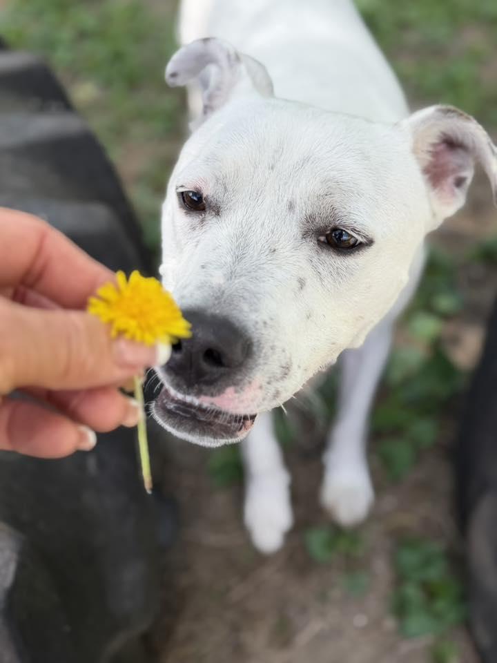 Enlarge Olaf, a ADOPTABLE mixed breed in Martinsville, IN image 1/6