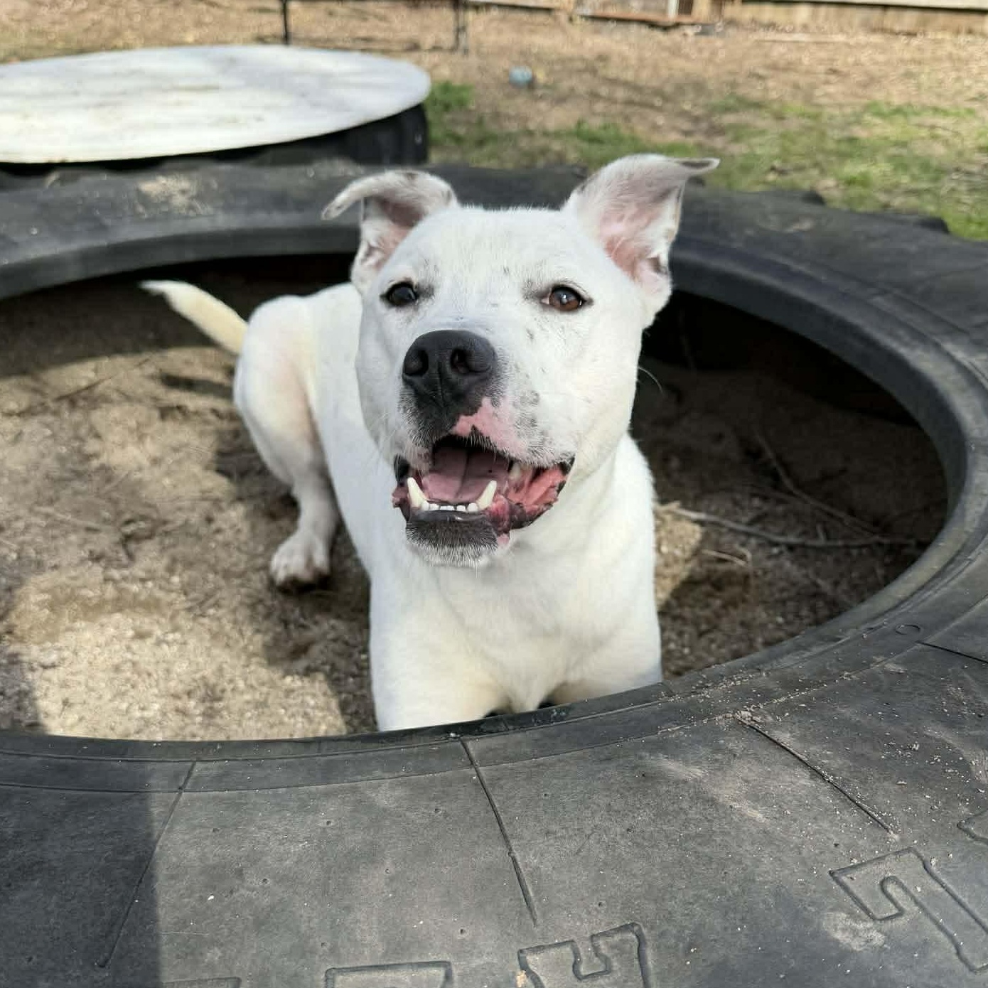 Enlarge Olaf, a ADOPTABLE mixed breed in Martinsville, IN image 2/6