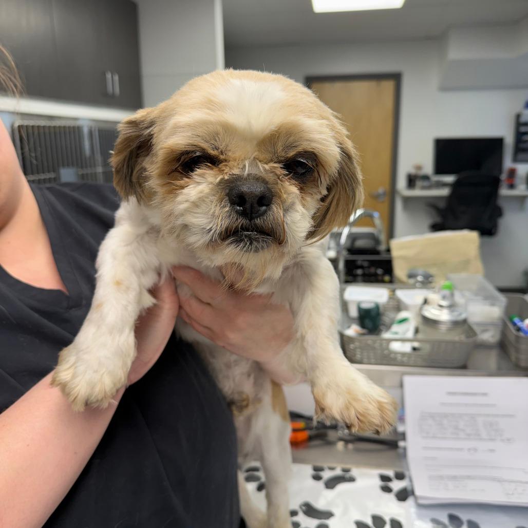 Enlarge Otis, a Adoptable Shih Tzu in St. Louis, MO image 1/4