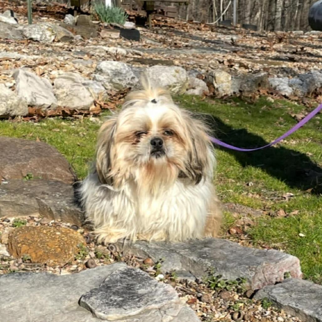Enlarge Otis, a Adoptable Shih Tzu in St. Louis, MO image 2/4