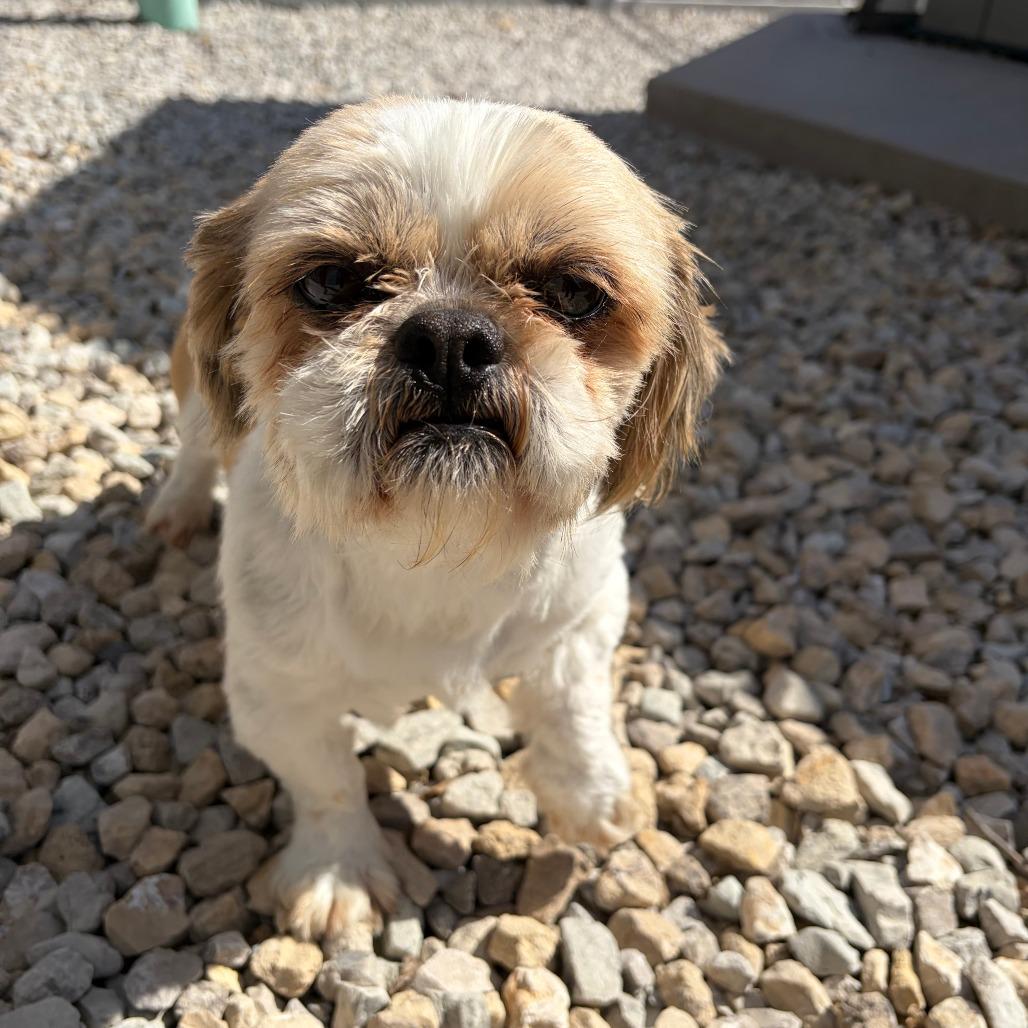 Otis, Adoptable, Adult Male Shih Tzu.