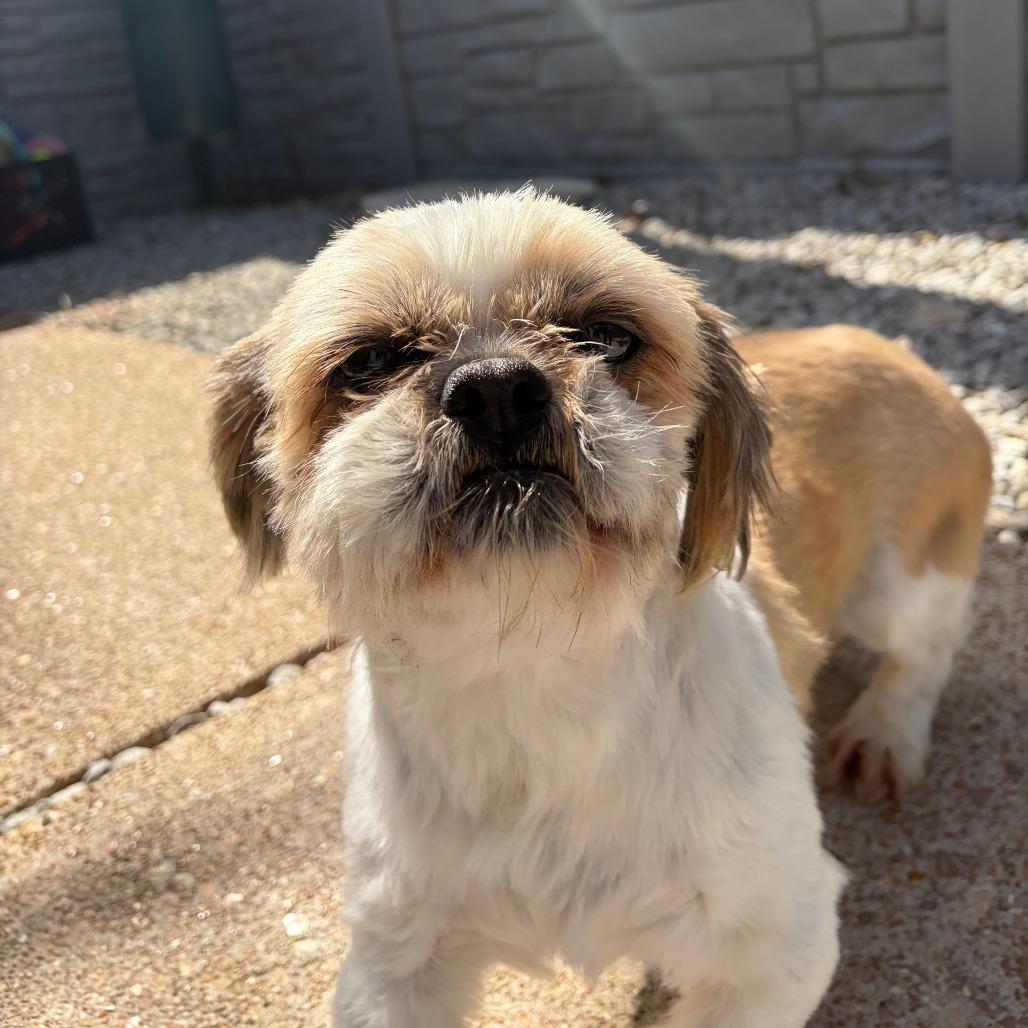 Enlarge Otis, a Adoptable Shih Tzu in St. Louis, MO image 4/4