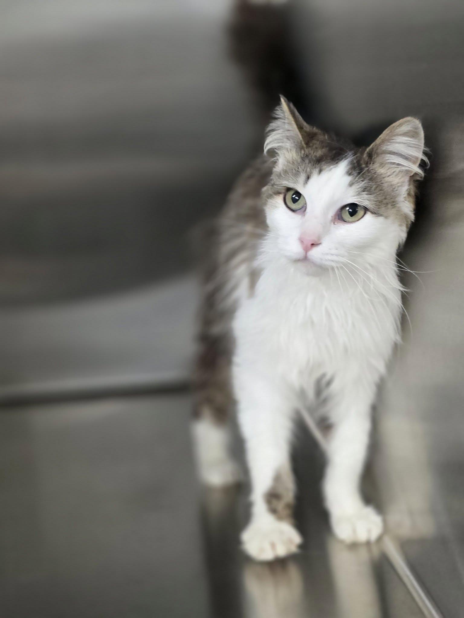 Enlarge Muffin, a ADOPTABLE Domestic Long Hair in Shelby, MI image 1/1