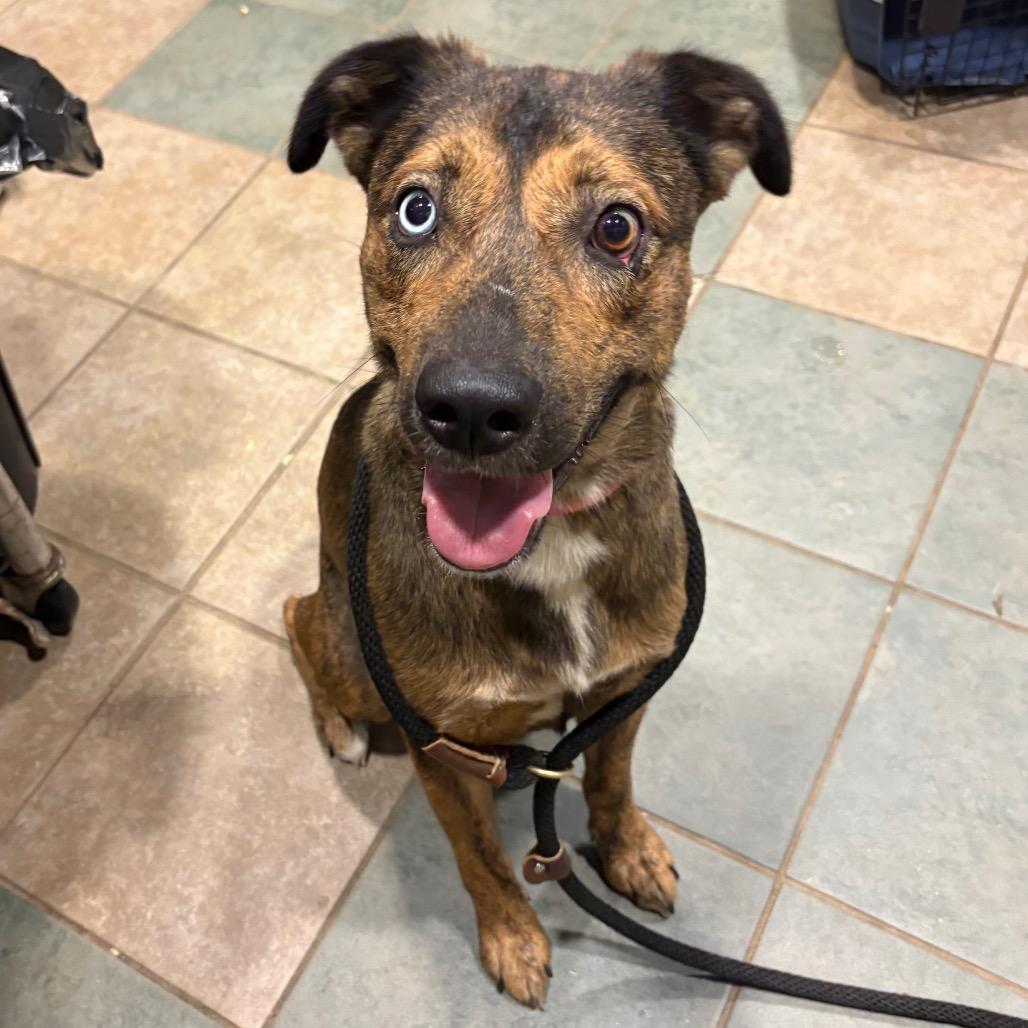 Stellaluna, Adoptable, Adult Female Mixed Breed.