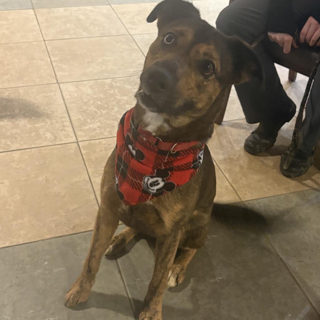 Stellaluna — thumbnail 2