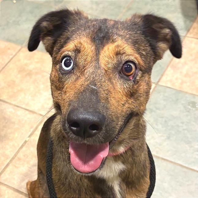 Enlarge Stellaluna, a Adoptable Mixed Breed in Chattanooga, TN image 3/5