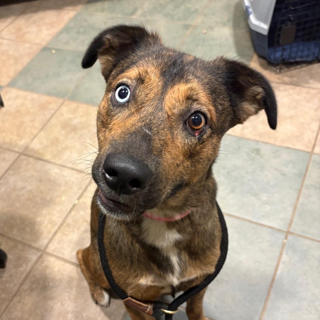 Enlarge Stellaluna, a Adoptable Mixed Breed in Chattanooga, TN image 4/5