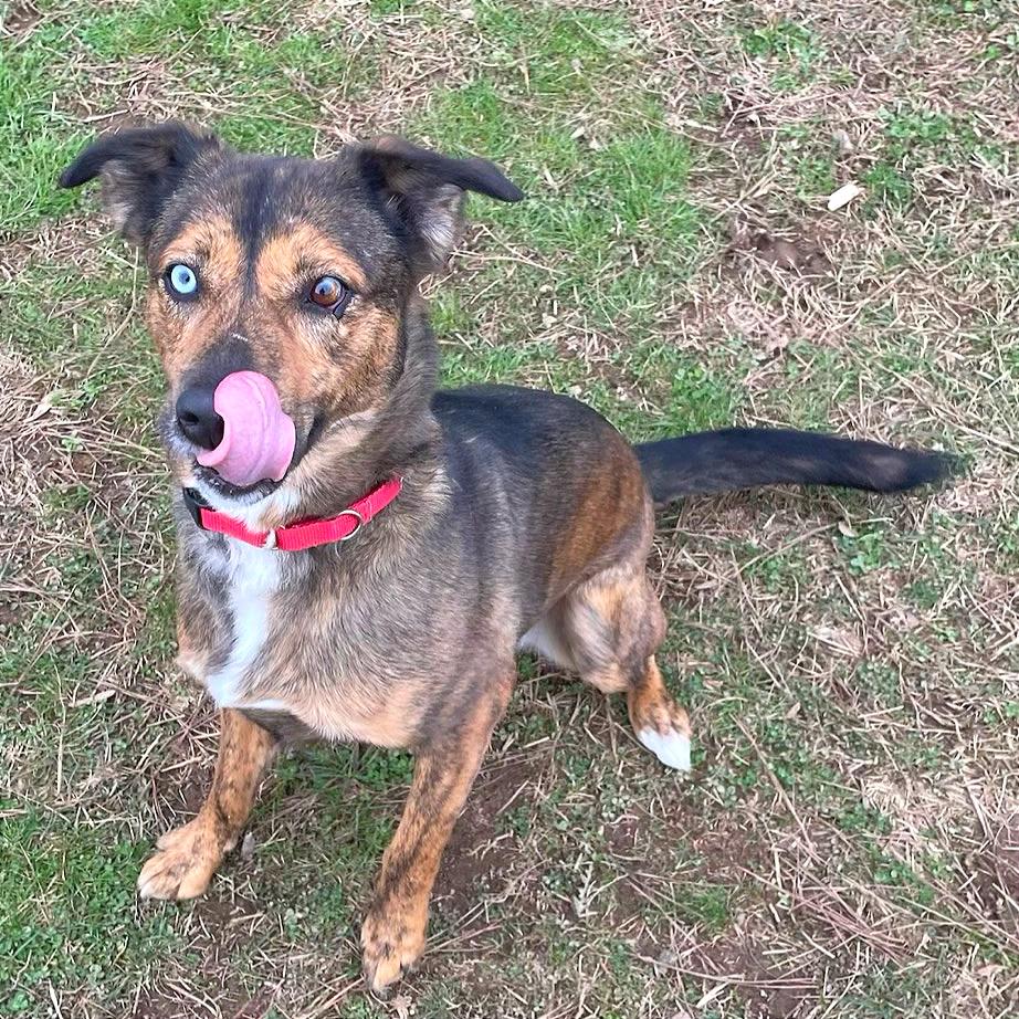 Enlarge Stellaluna, a Adoptable Mixed Breed in Chattanooga, TN image 5/5