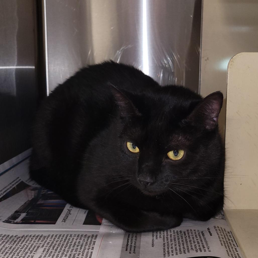 Hela, Adoptable, Adult Female Domestic Short Hair.